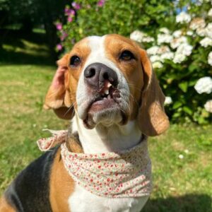 A Unique Charm: The Adorable Beagle with a Distinctive Smile