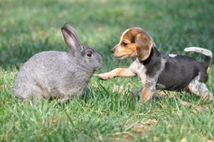 The Endearing Friendship Between a Beagle Puppy and a Bunny