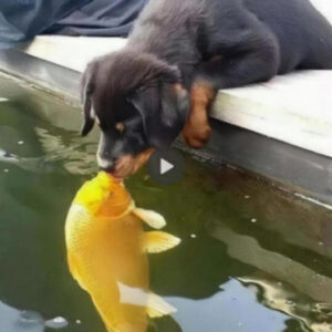 Unlikely Companions: The Heartwarming Friendship Between a Little Dog and a Goldfish Captivates Hearts with Their Extraordinary Bond and Unique Harmony