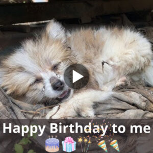 A Birthday to Remember: The Miraculous Journey of an Abandoned Puppy