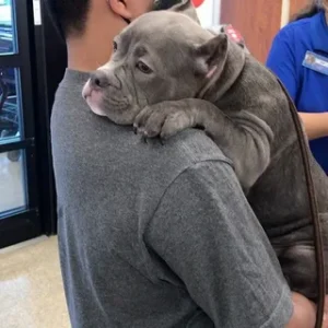 After spending 550 days in the shelter, the bulldog teared up upon being adopted, offering his new owner a tender, heartfelt hug. This emotional moment sparked profound feelings and generated a buzz on social networks.