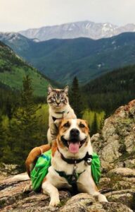 The Quirky Bond: A Cat’s Fondness for Perching on a Beagle’s Head