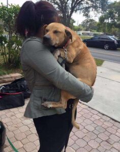 After 630 Days in a Shelter, Lucky the Dog Finds a New Home. He Drifted into a Peaceful Slumber in His New Owner’s Arms, Bringing Tears to the Eyes of Onlookers