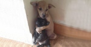 Unbreakable Bond: Rescued Stray Puppies Refuse to Let Go, Constantly Embrace Each Other