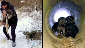 A Brave Man’s Relentless Efforts to Rescue Dying Puppies from a Pipe During a Blizzard Highlight His Remarkable Determination and Heroism