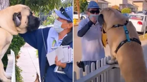 A Heartwarming Daily Ritual: Lulu, the 180-Pound Gentle Giant, Greets the Mailman with Boundless Joy and a Tender Paw Embrace, Celebrating the Timeless Bond Between Man and His Faithful Companion