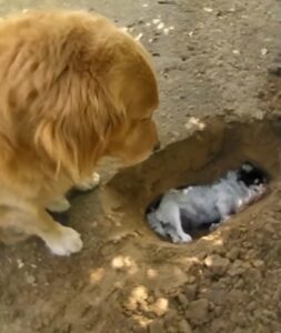 The Clever Dog Dug a Grave for His Beloved Companion, Touching the Hearts of Onlookers