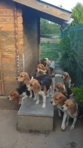 Inspiring Innocence: 4-Year-Old Boy’s Daily Routine with Puppies and Welcoming Parents Home from Work Touches Hearts Everywhere