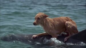 An Adorable Dog Receives a Sweet Kiss from a Dolphin After Being Rescued at Sea, Melting Hearts Across the Online Community