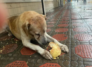 A Touching Moment: Muzzled Dog Finally Eats After Days of Starvation