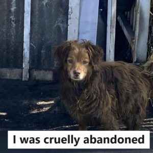 The abandoned dog at the auto body shop has undergone a significant transformation in appearance.