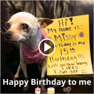 Missy’s Birthday: A Tale of Love and Loneliness