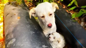 Guardian Angel: Mother Dog Protects Puppies in Impromptu Shelter on the Streets