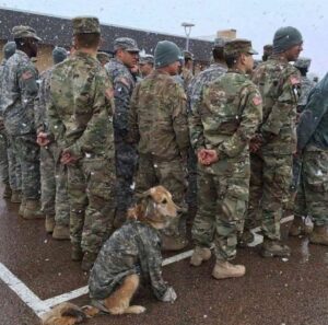 Resilient Homeless Dog Katy Travels 82km to Military Base, Aspiring for Adoption and Service