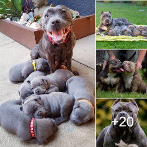 The Proud Pitbull Mother Joyfully Welcomes Six Adorable Puppies, Spreading Love Everywhere