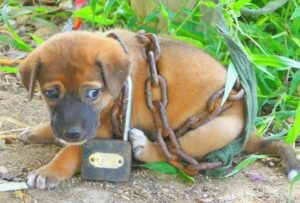 Small Puppy, Bound with an Oversized Chain, Discovered Abandoned Near an Ancient Hut