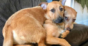 A Miraculous Encounter: Shelter-Adopted Dog Bonds with Lookalike, Creating a Heartwarming Moment for Family