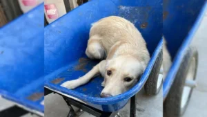 Dog Transported in a Wheelbarrow for Euthanasia is Given Another Chance at Life