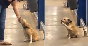 An Abandoned Dog Left at the Supermarket Gate Seeks a New Home, Capturing Hearts with Endearing Behavior