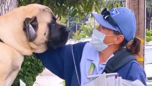 A Heartwarming Daily Ritual: Lulu, the 180-Pound Gentle Giant, Greets the Mailman with Boundless Joy and a Tender Paw Embrace, Celebrating the Timeless Bond Between Man and His Faithful Companion