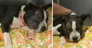 In Front of a Stranger’s House, a Bait Puppy Collapses, Prompting the Homeowner to Rush Out and Save Its Life