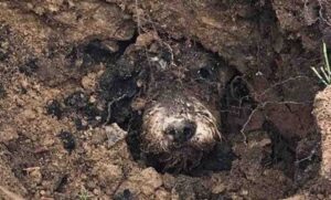 A Dog Missing for Five Days is Discovered and Rescued from an Underground Burrow