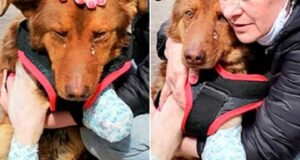 The Emotional Journey of a Charming Disabled Dog Finding Happiness in the Loving Arms of Its New Owner