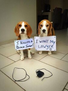 Mother Dog Disciplines Two Mischievous Beagles for Chewing on Charger Cord