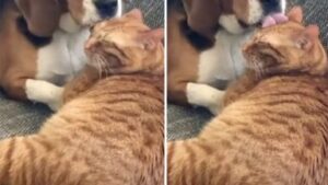 Dog Caught in the Act: Paws on Pause During Feline Grooming Session