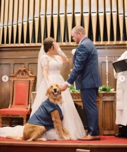 Molly’s miraculous return on the wedding day astonished her owner, filling everyone at the celebration with joy and wonder