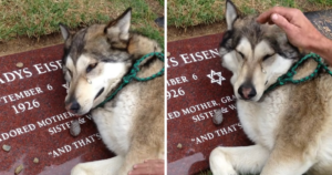 A Mournful Husky, Heartbroken, Can’t Stop Crying as It Stands by the Grave of Its Owner