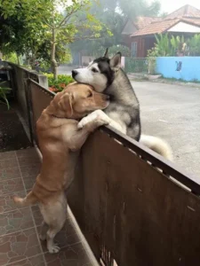 A solitary Husky escapes his enclosure to reunite with his cherished companion