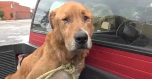 An old dog abandoned by his family was sadly found on the street, begging for every morsel of food