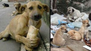 Heartwarming Moment: Homeless Dog’s Ecstatic Response to Bread Donation Goes Viral