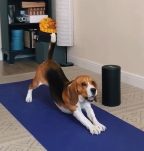 The Diligent Beagle Practicing Yoga Every Day