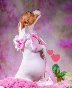 Adorable Beagle Captivates Millions with Charming Maternity Photoshoot