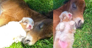 A Heartwarming Nap: The Unbreakable Bond of Friendship Between a Puppy and a Foal!