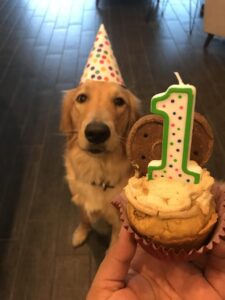 Happy 1st Birthday: A Lonely Beagle’s First Celebration