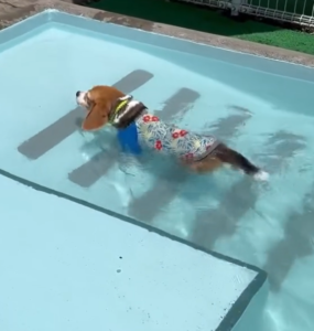 Beagle Takes a Refreshing Swim: A Charming Summer Adventure