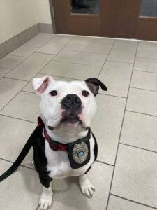 A Homeless Dog Visits the Police Department for a Day and Ends Up Staying Forever