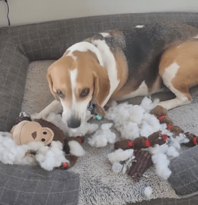 Sparky’s Epic 5th Birthday Bash: Unwrapping the Perfect Present