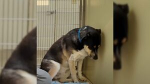 Heartbroken Dog Couldn’t Stop Staring at the Wall After Being Returned to the Shelter