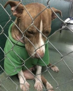 In a touching story, a dog sheds tears in the Christmas sweater his late owner gave him, holding onto precious memories