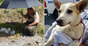 A police officer found a dog stranded by the road and, moved by its plight, provided water, shelter, and eventually, a new home