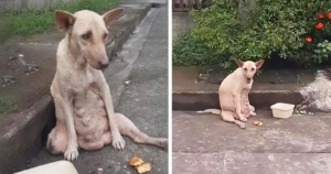 A dog stood silently on the road, crying and suffering for many days, yet no one passing by stopped to help.