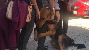 He Begged Strangers Who Stopped to Pet Him on the Street, “Please Don’t Leave Me Alone