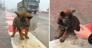 A forlorn puppy, abandoned on the highway, endures the freezing, relentless rain, desperately pleading for rescue in a heartbreaking scene