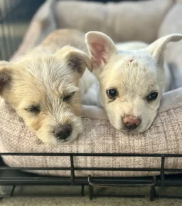 Rescuers Find a Dog Tied to a Laundry Basket and, Shortly After, See Little Eyes Watching Them