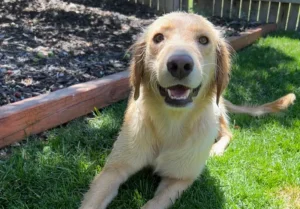 Dog Transported in a Wheelbarrow for Euthanasia Given a Second Chance