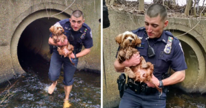 The Courageous Rescue of a Frightened Puppy by a Police Officer in a Dark and Challenging Tunnel